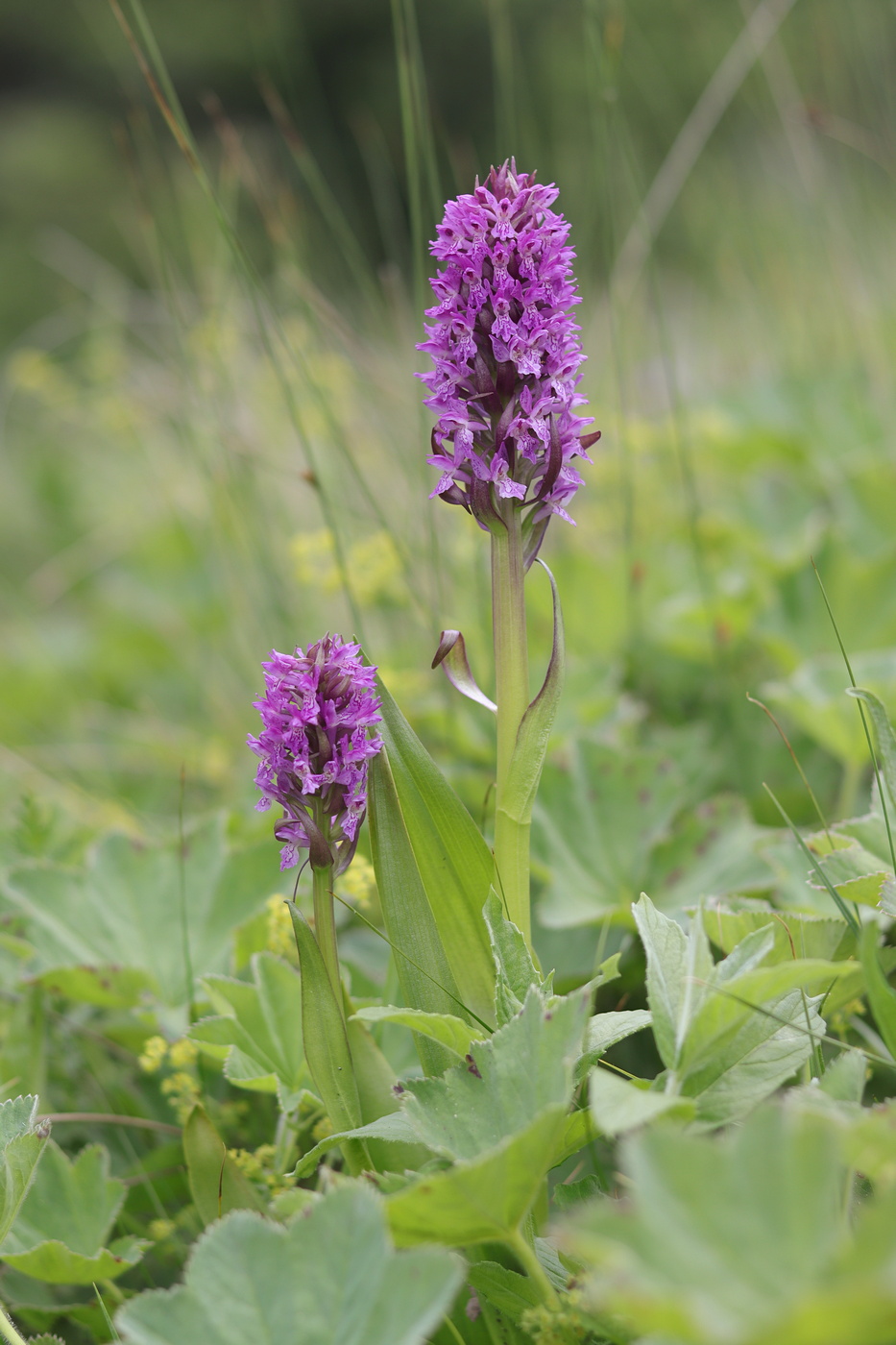 Image of Dactylorhiza incarnata specimen.