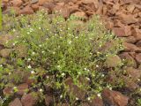 Arenaria serpyllifolia. Дерновинка цветущих растений. Санкт-Петербург, Красносельский р-н, окр. ж.-д. ст. «Дудергоф», ок. насыпи. 15.06.2025.