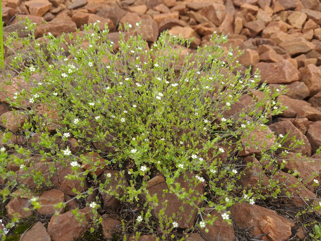 Image of Arenaria serpyllifolia specimen.