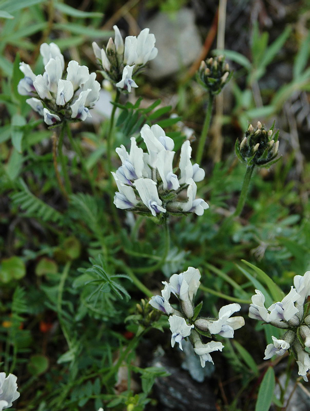 Изображение особи Oxytropis sordida.