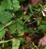 Melampyrum pratense