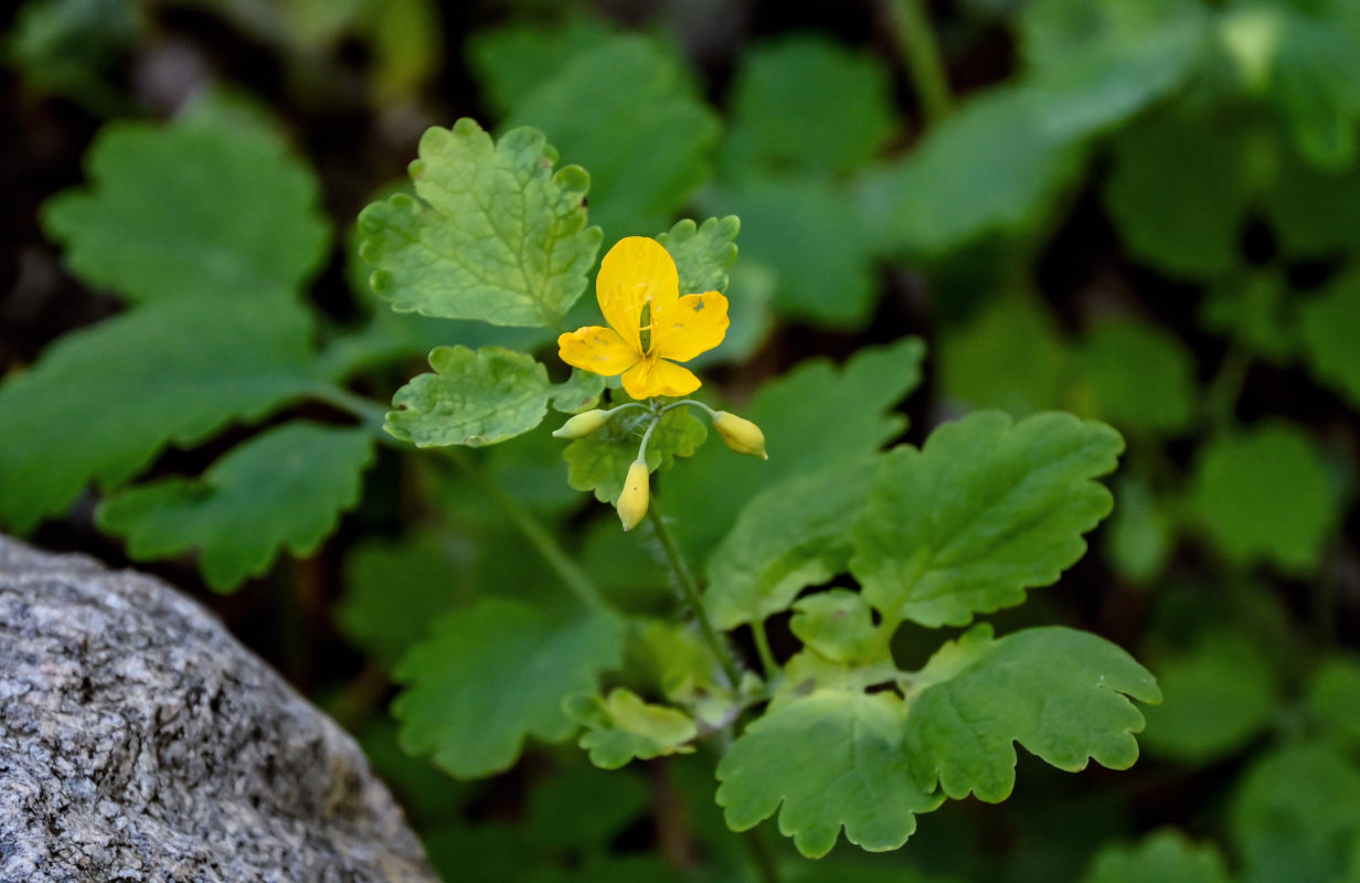 Image of Chelidonium majus specimen.