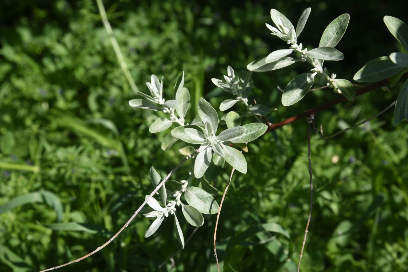 Image of Elaeagnus angustifolia specimen.