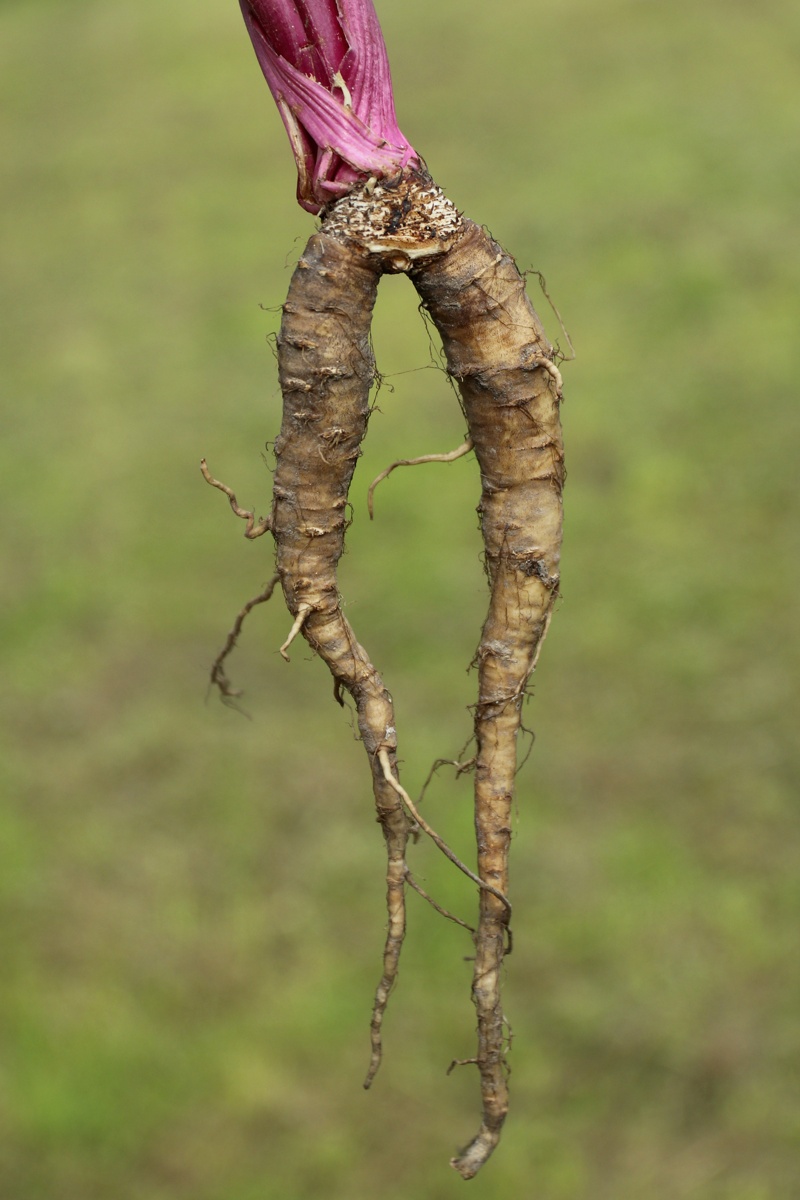 Image of Anthriscus sylvestris specimen.