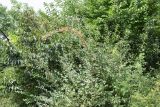 Lonicera korolkowii