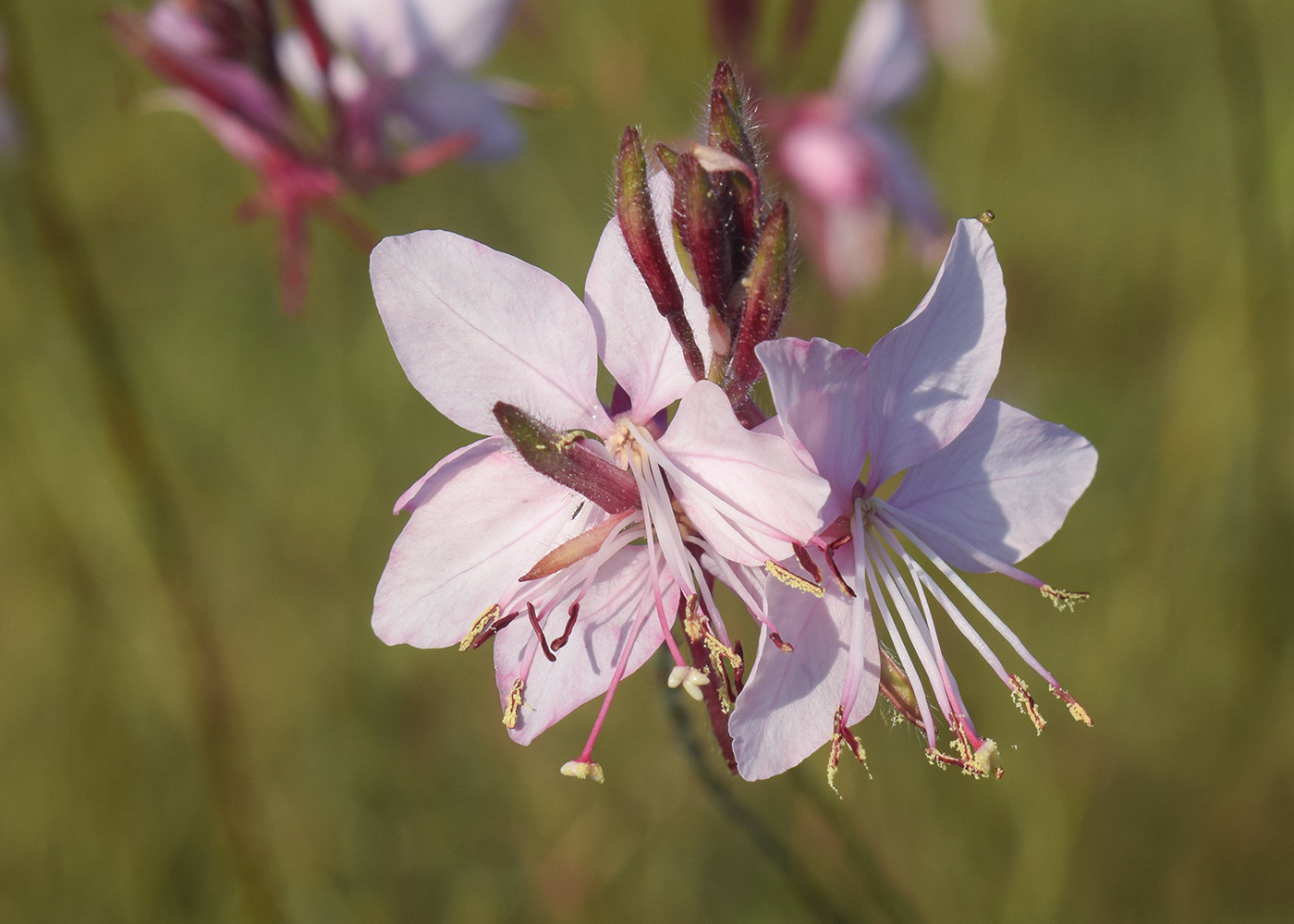 Image of Gaura lindheimeri specimen.