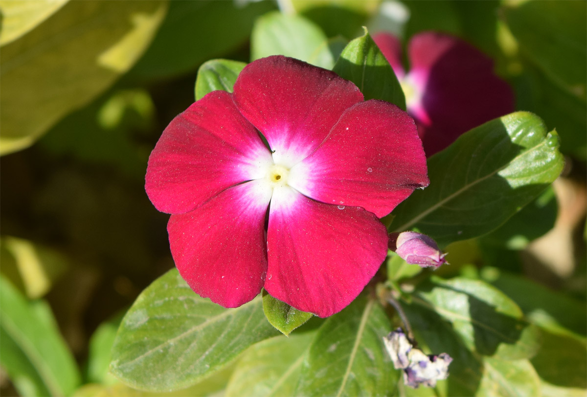 Изображение особи Catharanthus roseus.