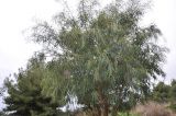 Acacia saligna