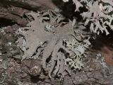 Image of taxon representative. Author is Павел Евсеенков