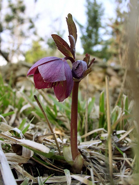 Image of Helleborus purpurascens specimen.