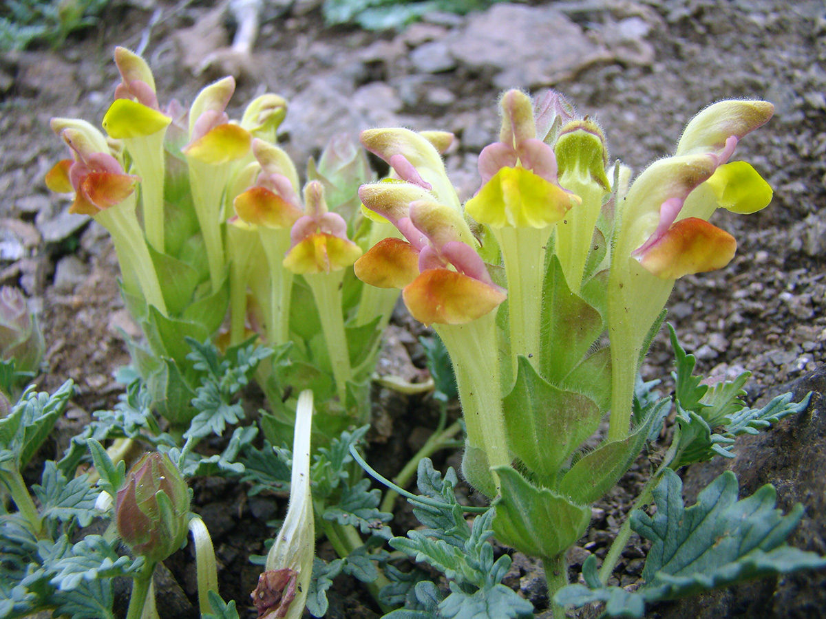 Изображение особи Scutellaria transiliensis.