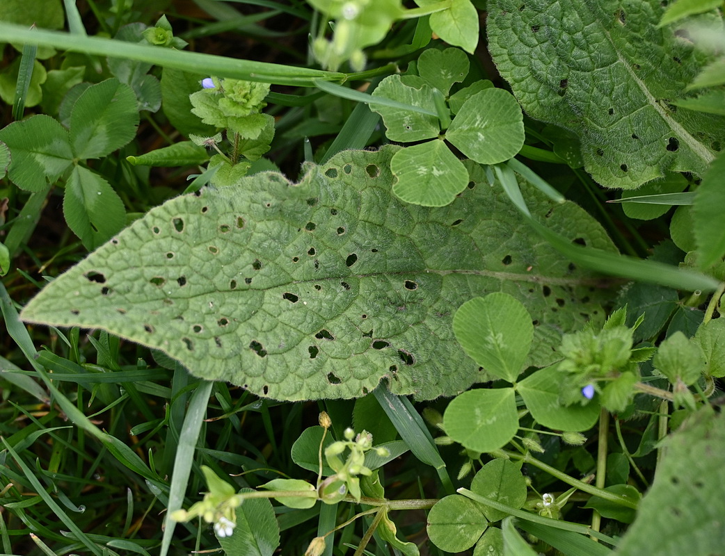 Изображение особи род Symphytum.