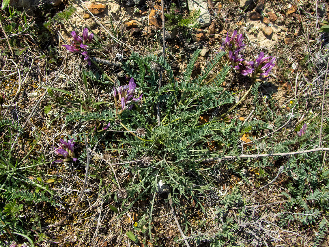 Image of Astragalus suprapilosus specimen.