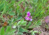 Lathyrus japonicus subspecies pubescens. Соцветие. Мурманская обл., Терский р-н, окр. Часовни Безымяного инока, берег Белого моря, приморский луг. 13.06.2025.