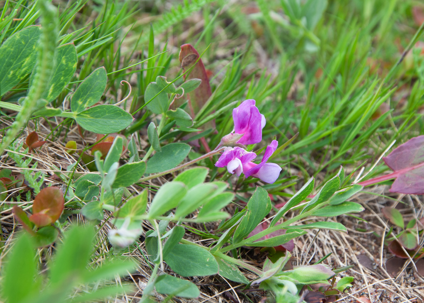 Image of Lathyrus japonicus ssp. pubescens specimen.