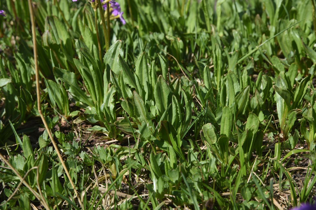 Image of Primula auriculata specimen.