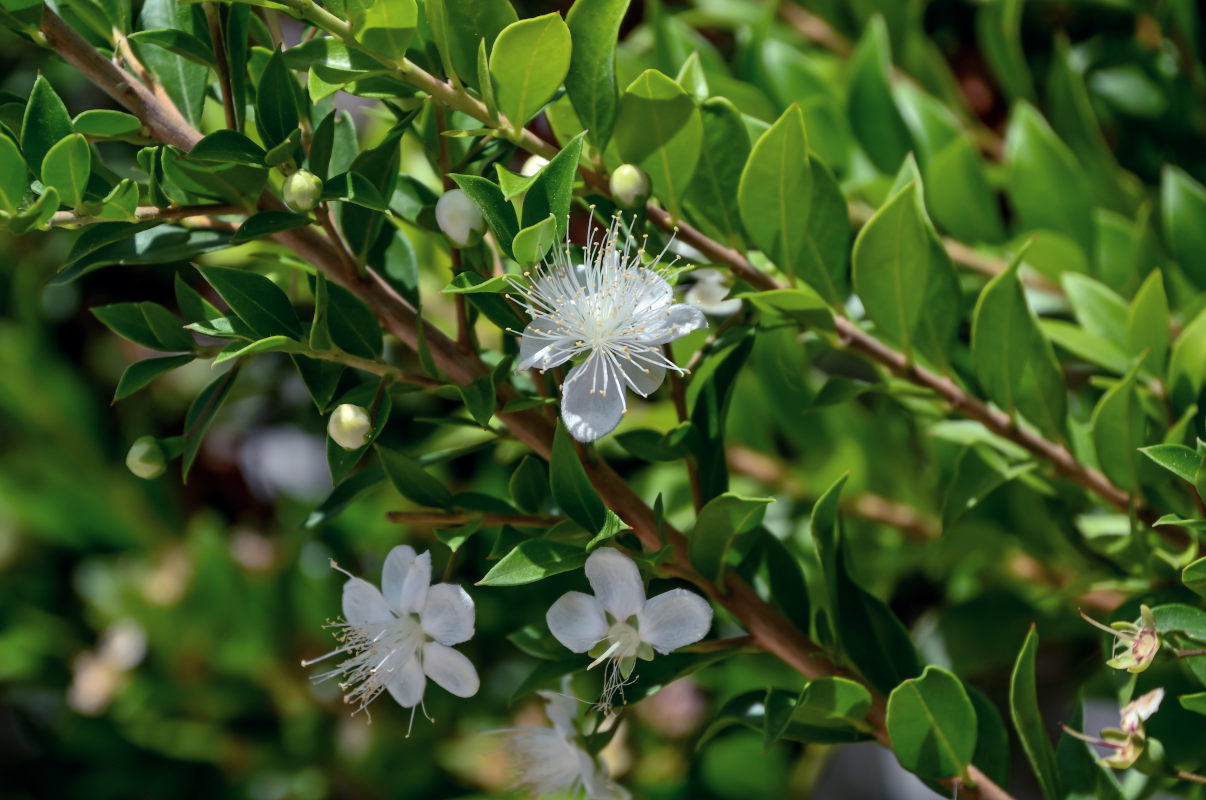 Image of Myrtus communis specimen.
