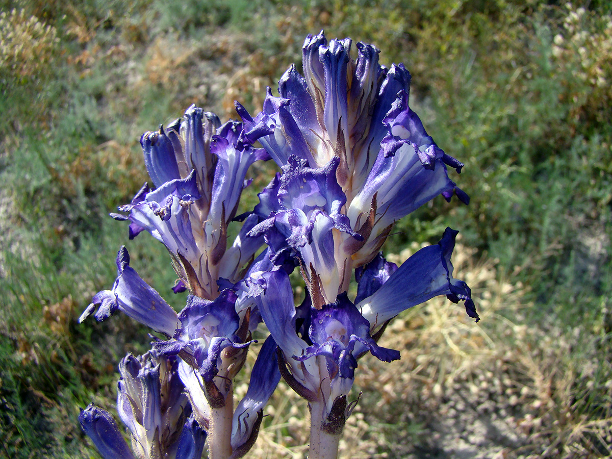 Image of genus Phelipanche specimen.