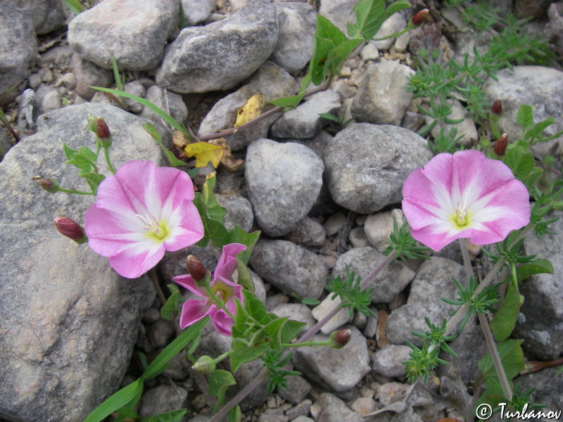 Image of Convolvulus arvensis specimen.