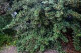 Cotoneaster coriaceus. Ветви плодоносящих кустарников. Португалия, г. Лиссабон, в культуре. 08.08.2025.
