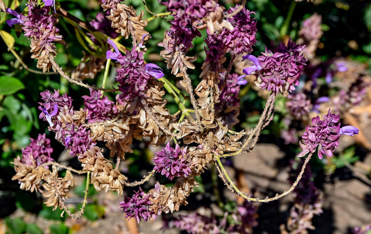 Изображение особи Salvia canariensis.