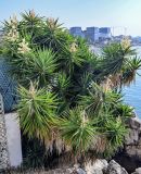 Yucca gigantea. Цветущее растение. Португалия, округ Лиссабон, г. Кашкайш, в культуре. 05.08.2025.