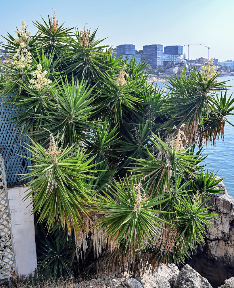 Изображение особи Yucca gigantea.