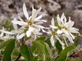 Amelanchier ovalis. Часть цветущей веточки. Крым, окр. г. Судак, ю.-з. склон горы Ай-Георгий, каменистый склон оврага. 25.04.2025.