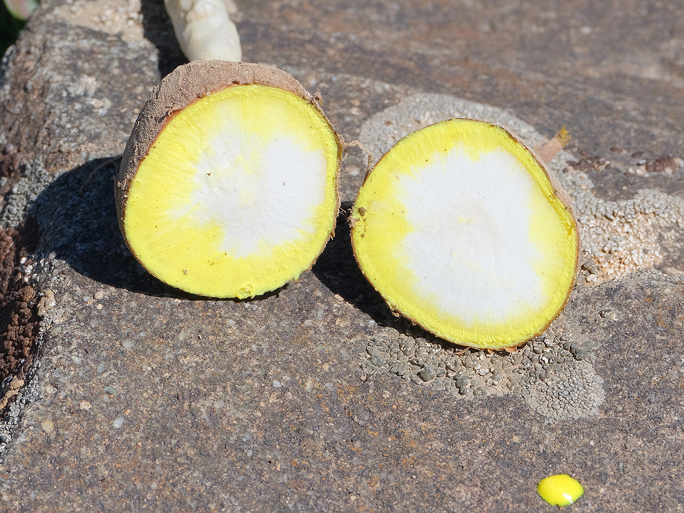 Изображение особи Euphorbia rapulum.