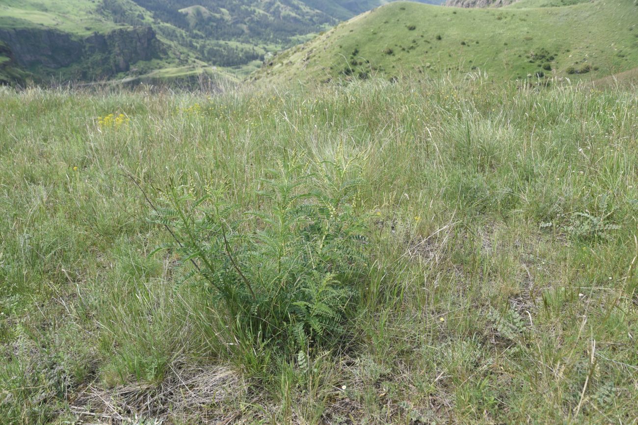 Image of Astragalus galegiformis specimen.