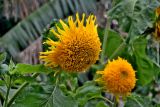 Helianthus annuus