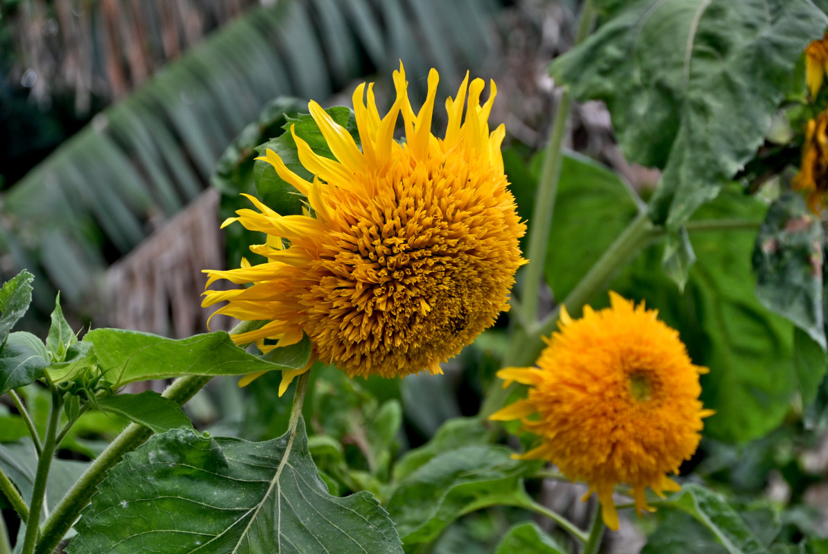 Image of Helianthus annuus specimen.