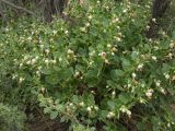 Zygophyllum fabago. Цветущее растение. Казахстан, Туркестанская обл., Сузакский р-н, закаратауская подгорная равнина, берег оз. Кызылколь в долине р. Ушбас, на лёссовых наносах под пологом тамариска. 9 мая 2026 г.