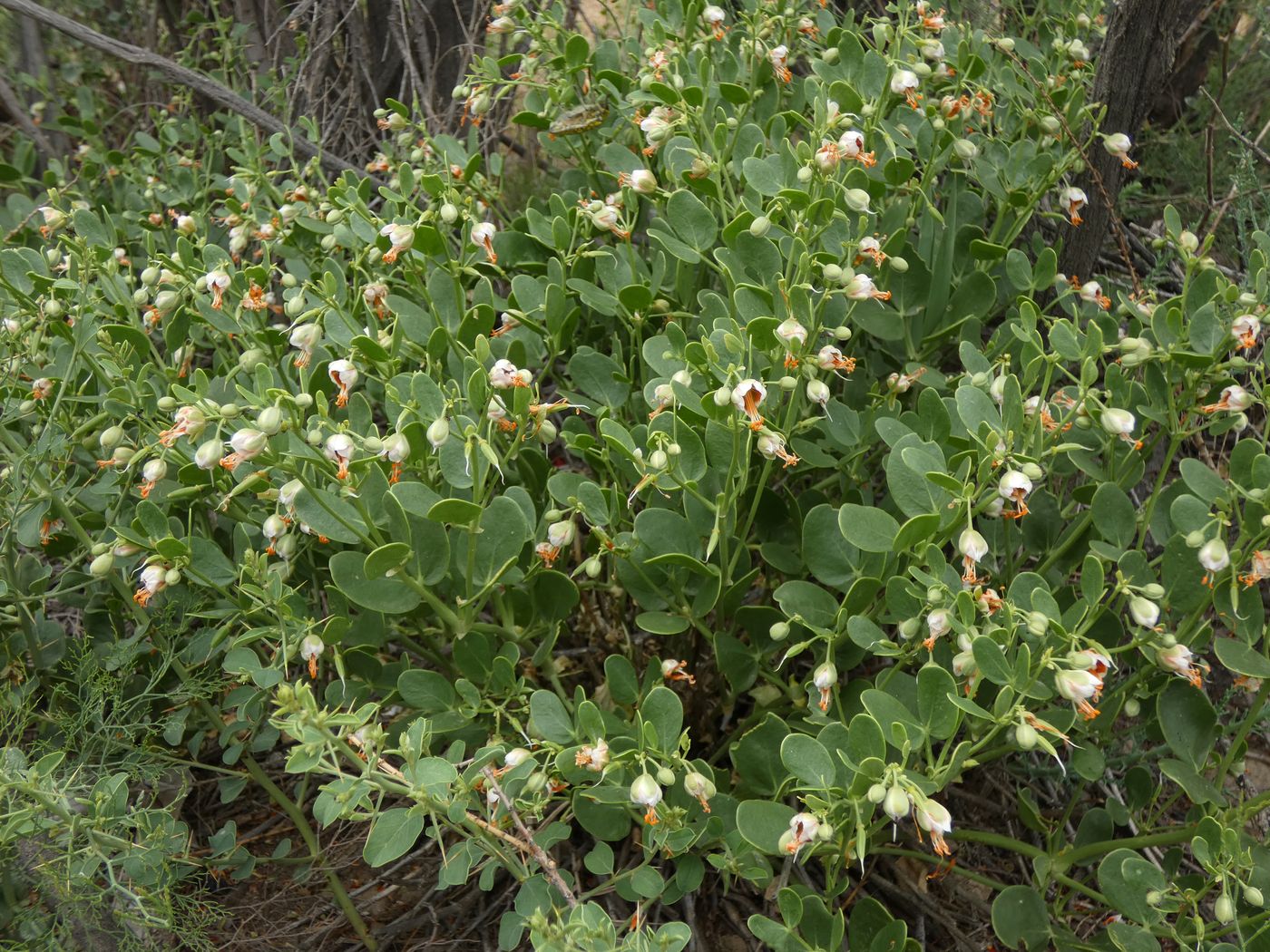 Image of Zygophyllum fabago specimen.