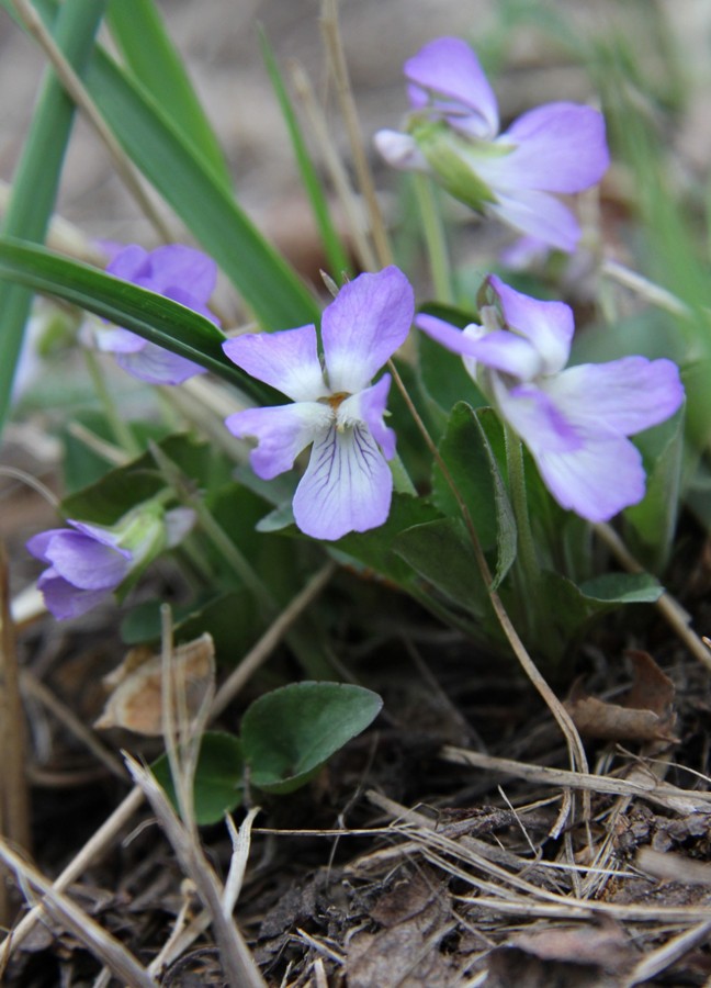 Изображение особи Viola rupestris.