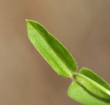Pseudostellaria heterantha. Лист. Приморский край, Хасанский р-н, юго-западный берег бухты Рейд Паллада, подножье горы Мраморная, у ручья. 17.05.2026.