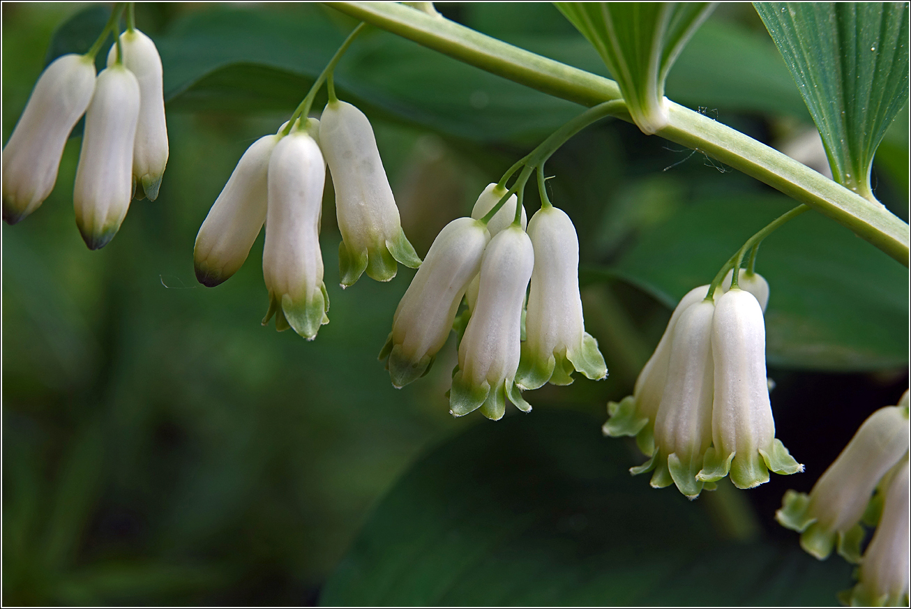 Image of Polygonatum multiflorum specimen.