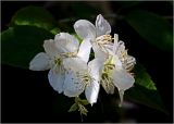 Philadelphus tenuifolius. Цветки. Московская обл., Раменский р-н, окр. дер. Хрипань, садовый участок. 13.05.2026.