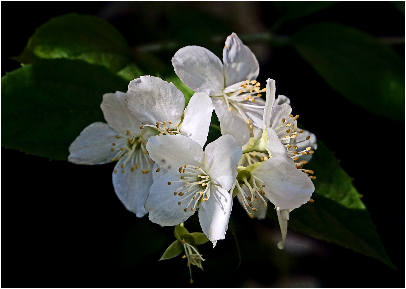 Изображение особи Philadelphus tenuifolius.