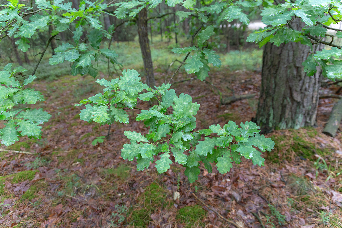 Image of Quercus robur specimen.