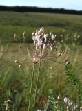 Allium inaequale