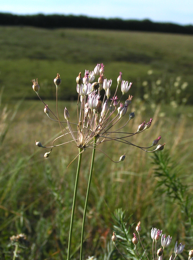 Image of Allium inaequale specimen.