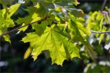 Acer platanoides. Лист. Татарстан, Волжско-Камский запов., о. Буровая Стрелка, песчаный пляж у подножия обрывистого берега. 04.06.2026.