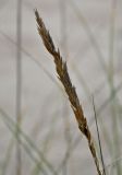 Ammophila arenaria