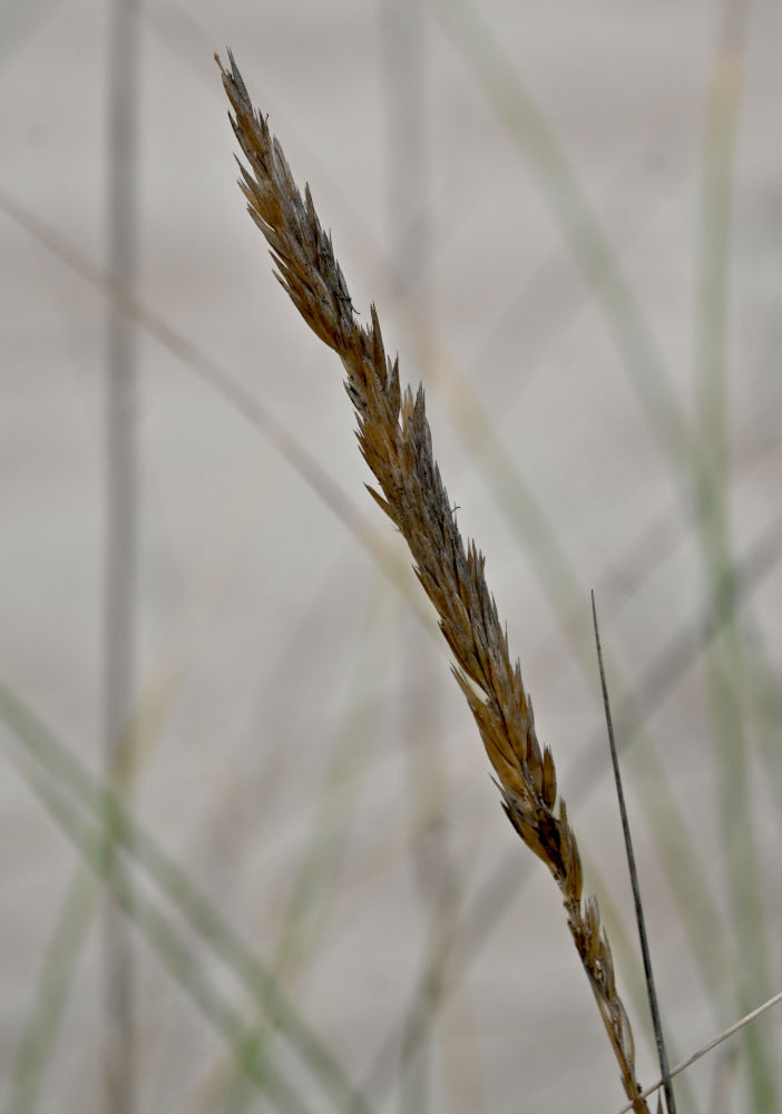Изображение особи Ammophila arenaria.