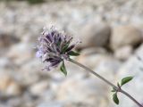 genus Ziziphora