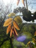 Juglans regia