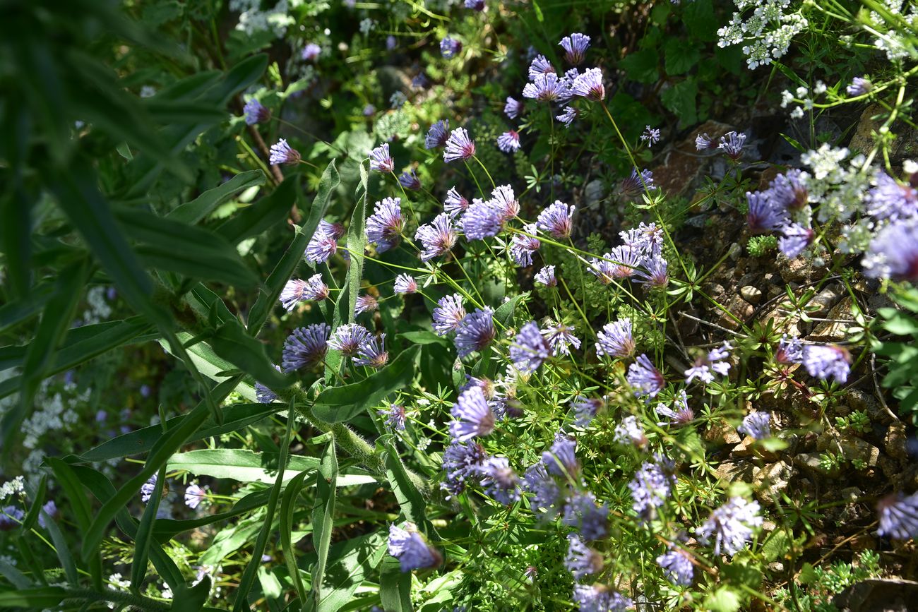 Image of familia Rubiaceae specimen.