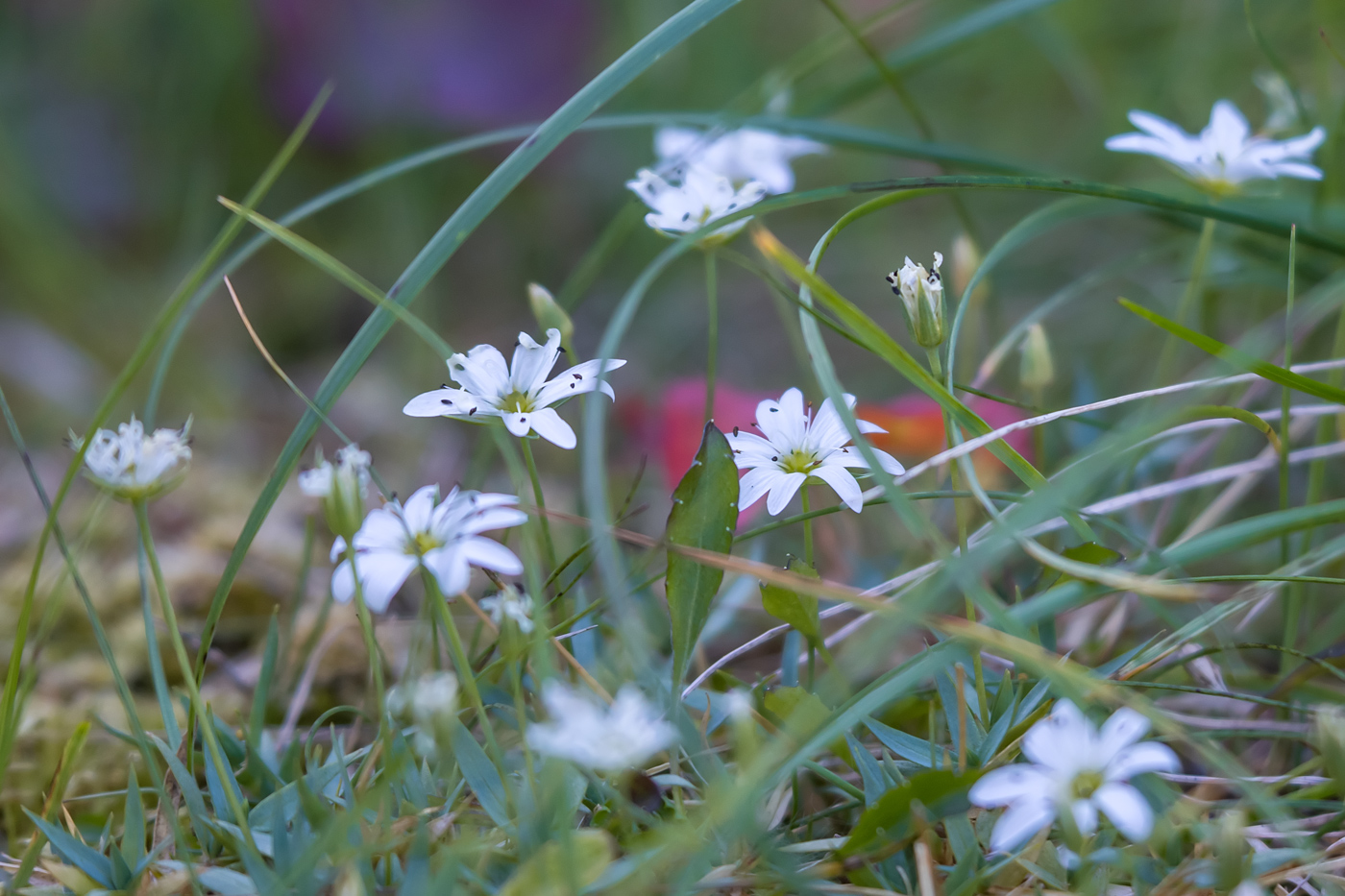 Изображение особи род Stellaria.