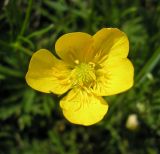 Ranunculus polyanthemos